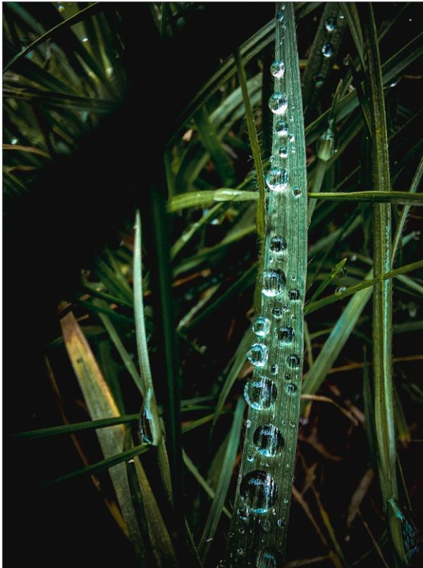 Auf dem Bild sind Gräser mit Wassertropfen zu sehen
