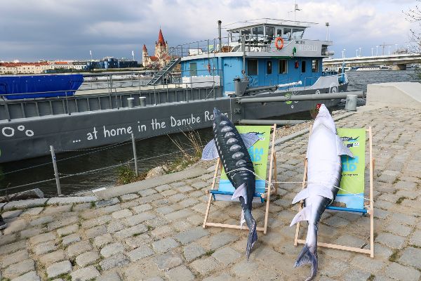 Europas erste schwimmende Aufzuchtstation für Störe eröffnet auf der Donau in Wien
