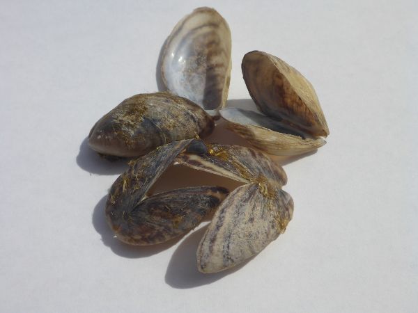 Quaggamuschel (Dreissena rostriformis)