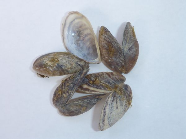 Quaggamuschel 2 (Dreissena rostriformis)