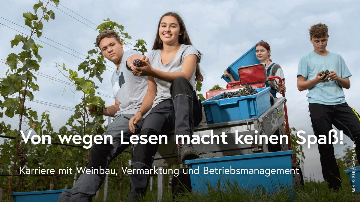 Vier Jugendliche beim Weinlesen in einem Weingarten