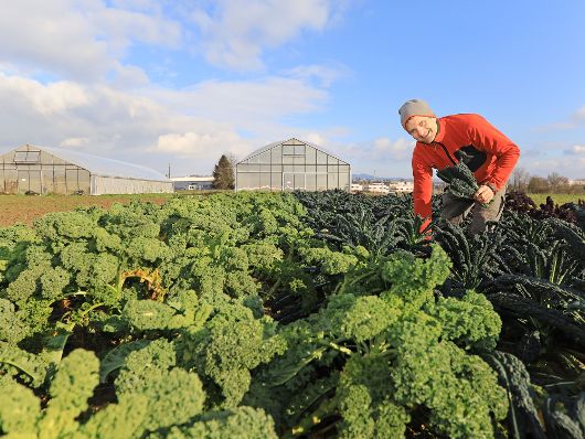 Zu sehen ist ein Mann, der in einem Kohlfeld steht.