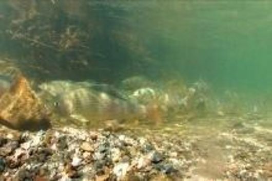 Fische müssen wandern können!