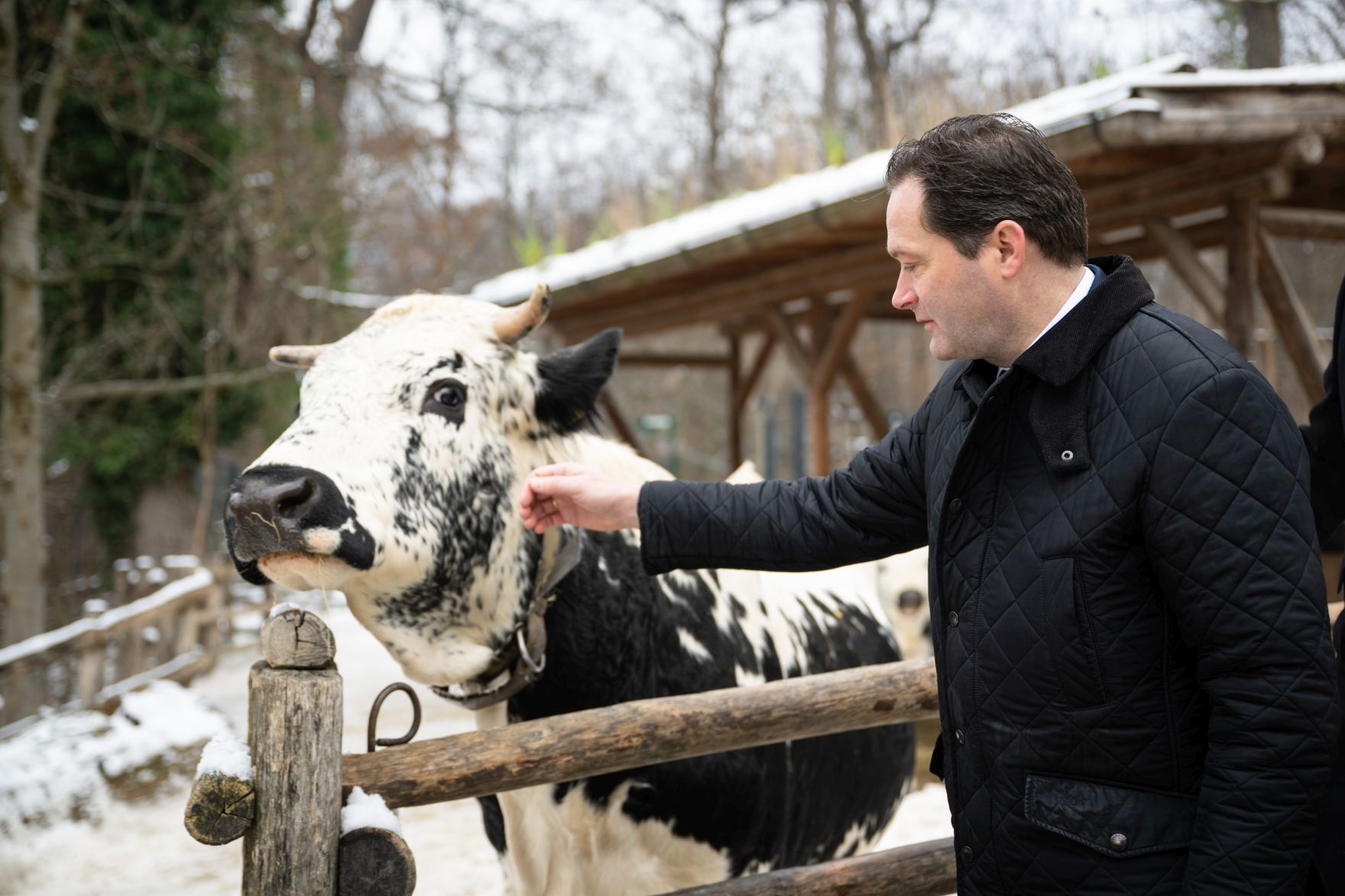 PGP_6567b.jpg Landwirtschaftsminister Norbert Totschnig hat die Patenschaft für zwei Pustertaler Sprinzen im Tiergarten Schönbrunn übernommen – eine Rinderrasse, die vom Aussterben bedroht ist.