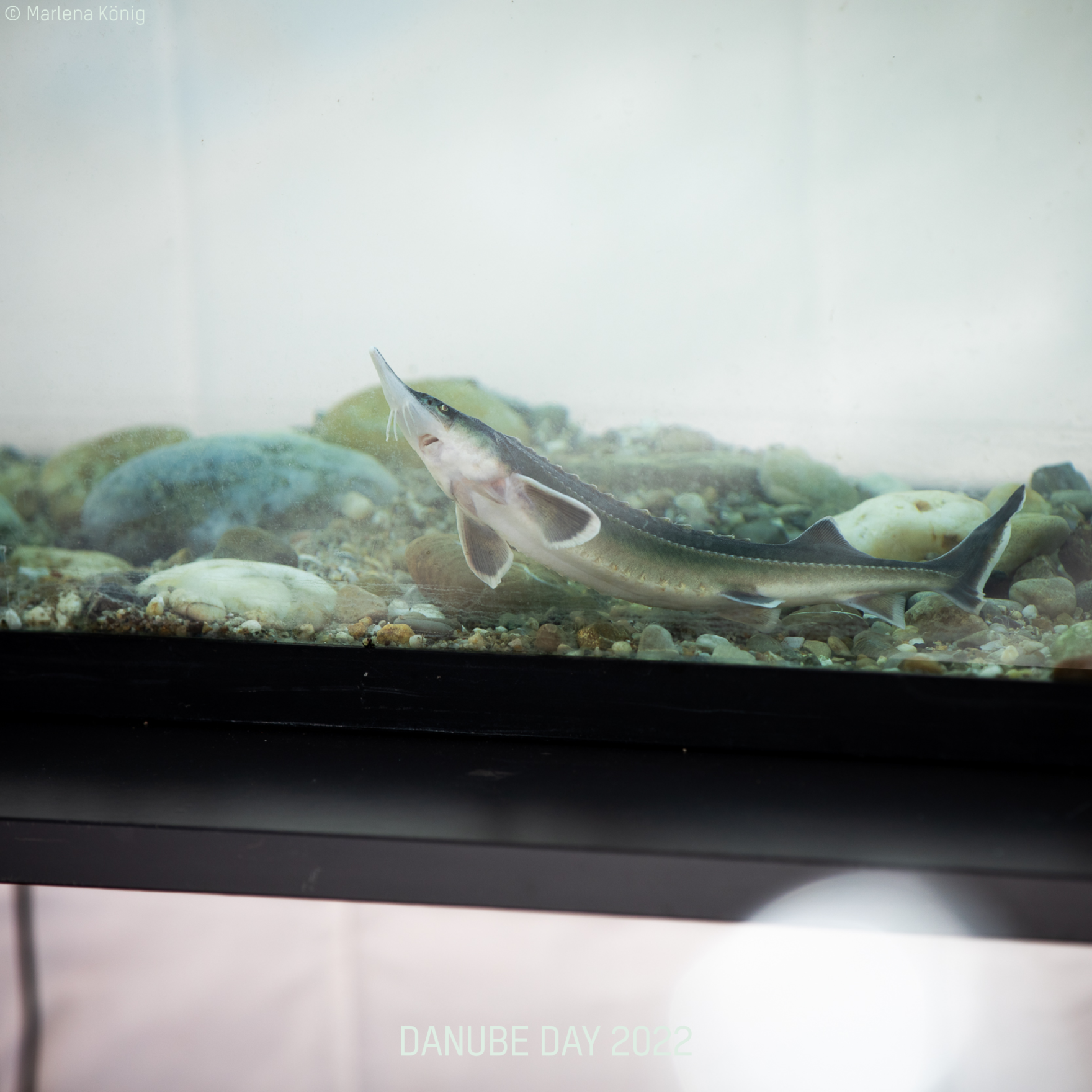 Der Danube Day 2022 findet unter dem Motto &bdquo;Erlebe Deine Donau&ldquo; im schlossorth Nationalpark Zentrum statt.