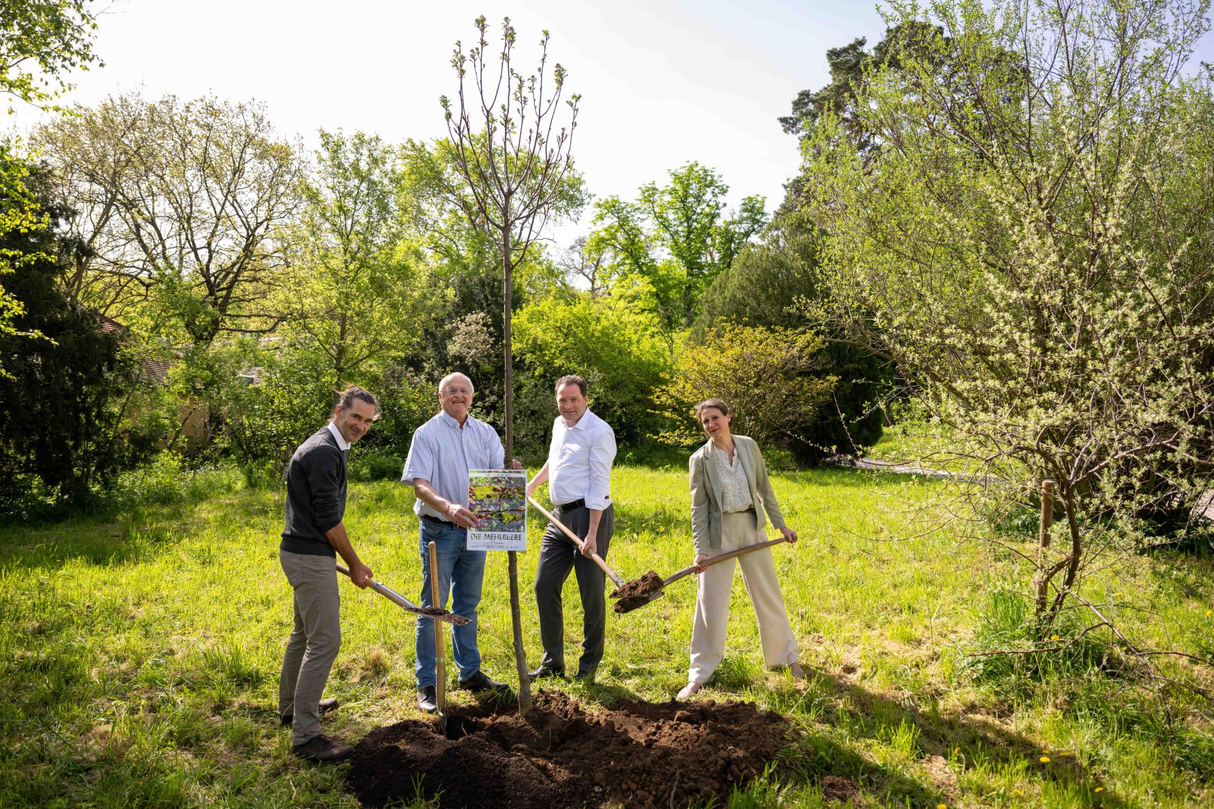 DSC_1900.jpg Die Mehlbeere wurde zum Baum des Jahres 2025 gekrönt. Aus diesem Anlass pflanzte Herr Bundesminister Norbert Totschnig eine Mehrbeere im Schlossgarten Schönbrunn.
