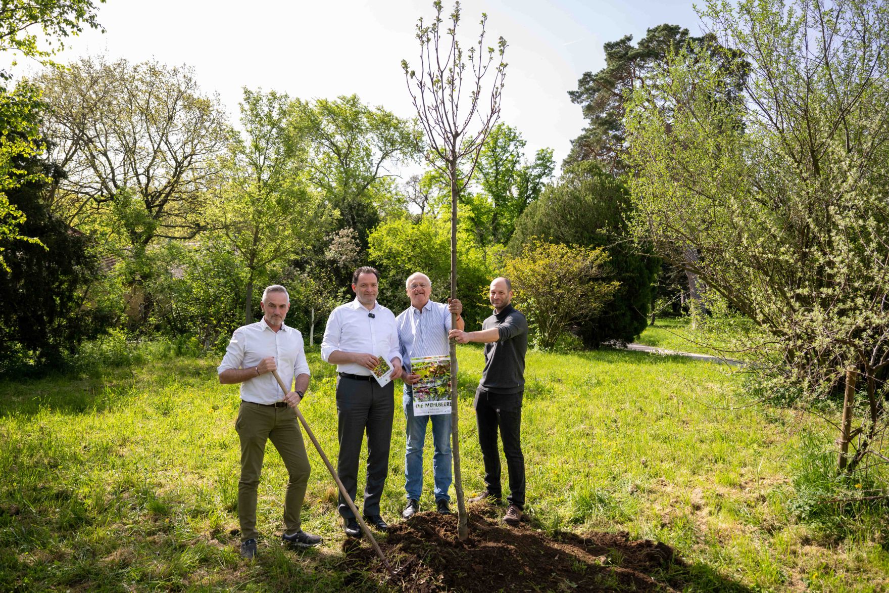 DSC_1999.jpg Die Mehlbeere wurde zum Baum des Jahres 2025 gekrönt. Aus diesem Anlass pflanzte Herr Bundesminister Norbert Totschnig eine Mehrbeere im Schlossgarten Schönbrunn.