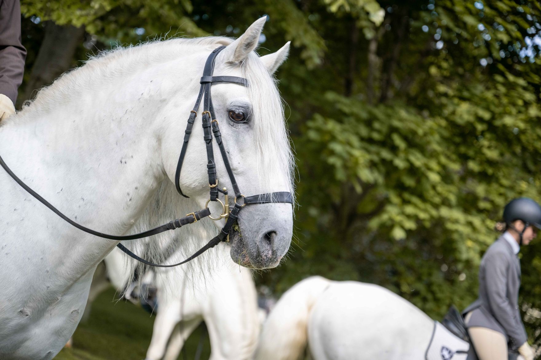 DSC_5527.jpg Herr Bundesminister Norbert Totschnig besuchte den Ausritt der Lipizzaner-Pferde der Spanischen Hofreitschule um Burggarten.