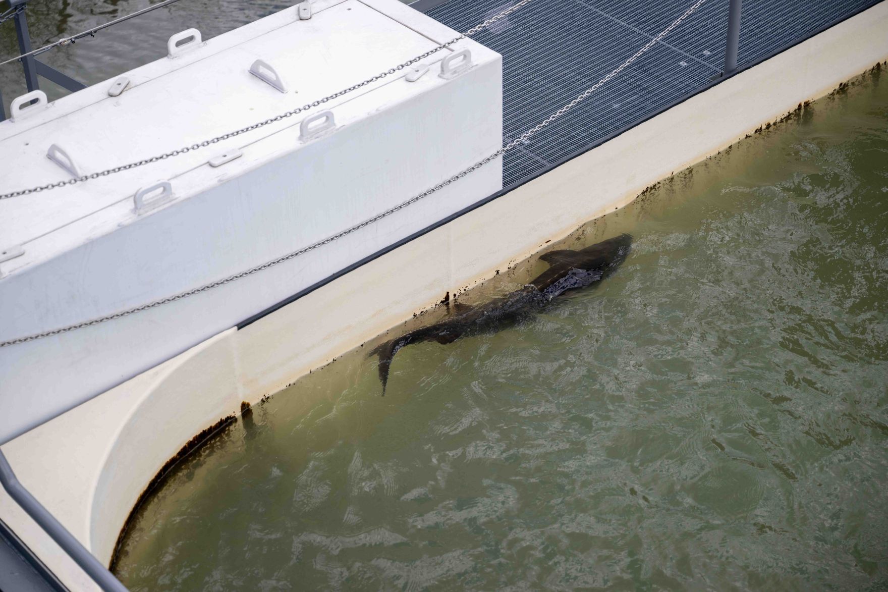 LIFE-Boat4Sturgeon ist die erste Nachzucht von Sternhausen im Projekt gelungen. Anl&auml;sslich des Danube Days pr&auml;sentierten Vertreterinnen und Vertreter aus Politik, Wissenschaft und Wasserinfrastruktur diesen bedeutenden Meilenstein den Medien.