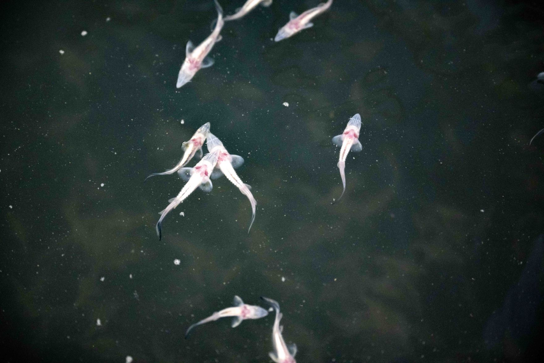 LIFE-Boat4Sturgeon ist die erste Nachzucht von Sternhausen im Projekt gelungen. Anl&auml;sslich des Danube Days pr&auml;sentierten Vertreterinnen und Vertreter aus Politik, Wissenschaft und Wasserinfrastruktur diesen bedeutenden Meilenstein den Medien.