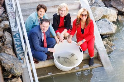 Landwirtschaftsminister Norbert Totschnig, Klimaministerin Leonore Gewessler, Innovationsstadtr&auml;tin Ulli Sima und BOKU Rektorin Eva Schulev-Steindl haben gemeinsam St&ouml;re in die Donau ausgesetzt. Im Rahmen des Projekts &quot;LIFE Boat 4 Sturgeon&quot; sollen vier gef&auml;hrdete St&ouml;rarten vor dem Aussterben bewahrt werden.
