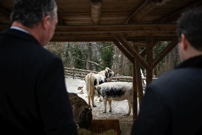 Landwirtschaftsminister Norbert Totschnig hat die Patenschaft f&uuml;r zwei Pustertaler Sprinzen im Tiergarten Sch&ouml;nbrunn &uuml;bernommen &ndash; eine Rinderrasse, die vom Aussterben bedroht ist.