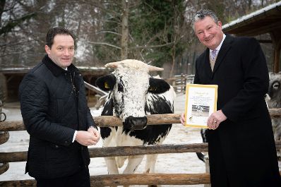 Landwirtschaftsminister Norbert Totschnig hat die Patenschaft f&uuml;r zwei Pustertaler Sprinzen im Tiergarten Sch&ouml;nbrunn &uuml;bernommen &ndash; eine Rinderrasse, die vom Aussterben bedroht ist.