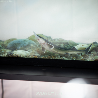 Der Danube Day 2022 findet unter dem Motto &bdquo;Erlebe Deine Donau&ldquo; im schlossorth Nationalpark Zentrum statt.