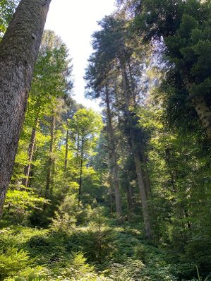 Gemeinsam mit LK-Pr&auml;sident Josef Moosbrugger hat sich Landwirtschaftsminister Norbert Totschnig im Plenterwald am Schweizberg pers&ouml;nlich ein Bild von den Wirkungen des Waldfonds gemacht.