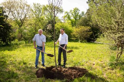 Die Mehlbeere wurde zum Baum des Jahres 2025 gekr&ouml;nt. Aus diesem Anlass pflanzte Herr Bundesminister Norbert Totschnig eine Mehrbeere im Schlossgarten Sch&ouml;nbrunn.