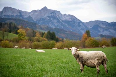 Schafe auf der Weide des Hofes Lehengut der Familie Laner in Werfen, Salzburg.
