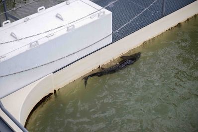 LIFE-Boat4Sturgeon ist die erste Nachzucht von Sternhausen im Projekt gelungen. Anl&auml;sslich des Danube Days pr&auml;sentierten Vertreterinnen und Vertreter aus Politik, Wissenschaft und Wasserinfrastruktur diesen bedeutenden Meilenstein den Medien.