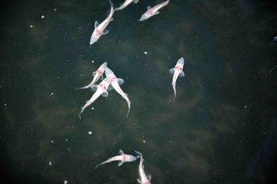 LIFE-Boat4Sturgeon ist die erste Nachzucht von Sternhausen im Projekt gelungen. Anl&auml;sslich des Danube Days pr&auml;sentierten Vertreterinnen und Vertreter aus Politik, Wissenschaft und Wasserinfrastruktur diesen bedeutenden Meilenstein den Medien.
