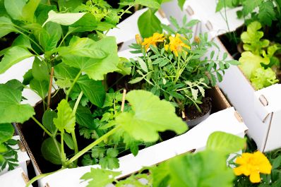 Jedes Jahr werden 120 Beete beim Wiener Augarten an Wienerinnen und Wiener verlost. Am 15. April 2026 erfolgte die Beet&uuml;bergabe an die Gewinnerinnen und Gewinner. Herr Bundesminister Norbert Totschnig nahm bei der &Uuml;bergabe teil.