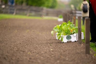 Jedes Jahr werden 120 Beete beim Wiener Augarten an Wienerinnen und Wiener verlost. Am 15. April 2026 erfolgte die Beet&uuml;bergabe an die Gewinnerinnen und Gewinner. Herr Bundesminister Norbert Totschnig nahm bei der &Uuml;bergabe teil.