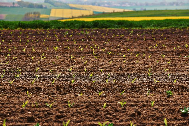 Young Maize Field