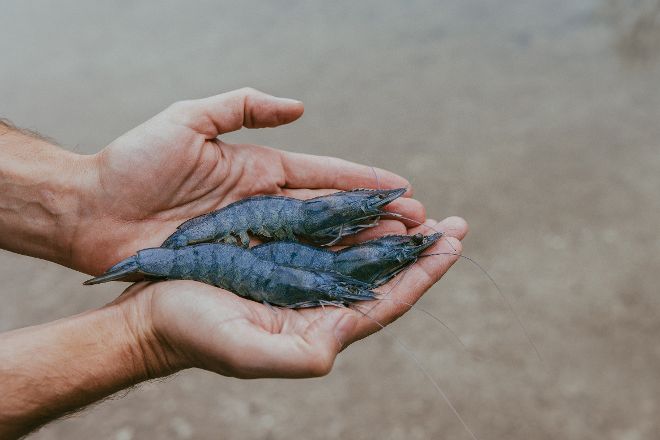  White tiger brine shrimp