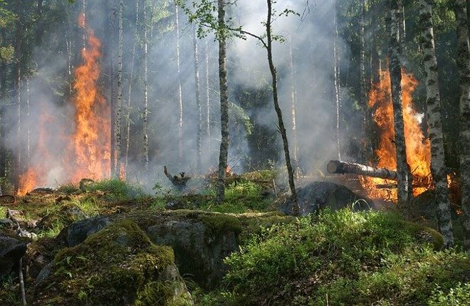 Forest fire
