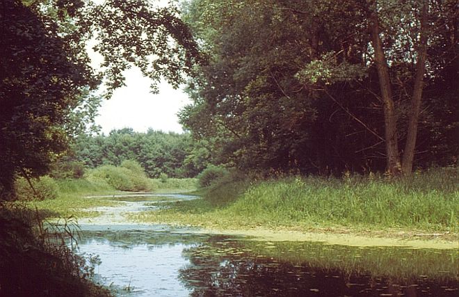 Thaya floodplains
