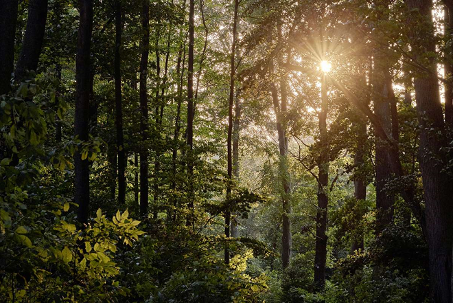 Wald, Sonne scheint durch die Bäume