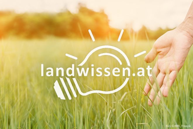 Hand berührt Gras und Glühbirne
