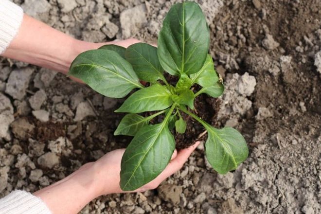 zwei Hände, die in der Erde Basilikum einsetzen