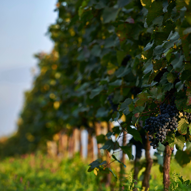 Reihe von Weinreben mit Trauben an den Stöcken in einem Weinberg bei Tageslicht
