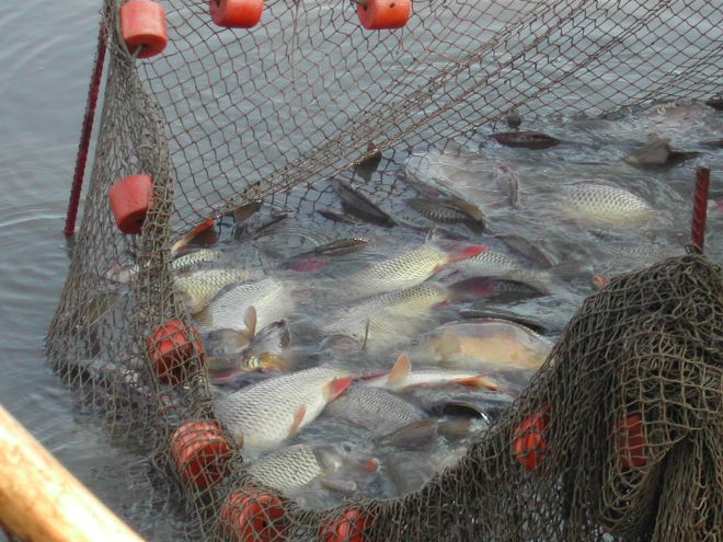 Fische in Netz
