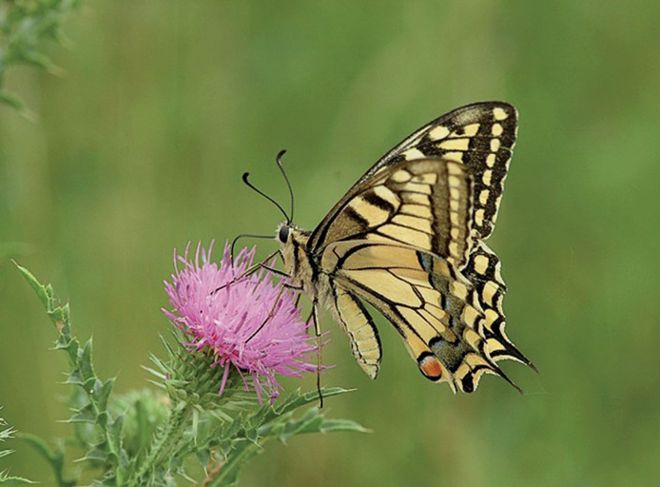 Schmetterling - Schwalbenschwanz auf einer Blume
