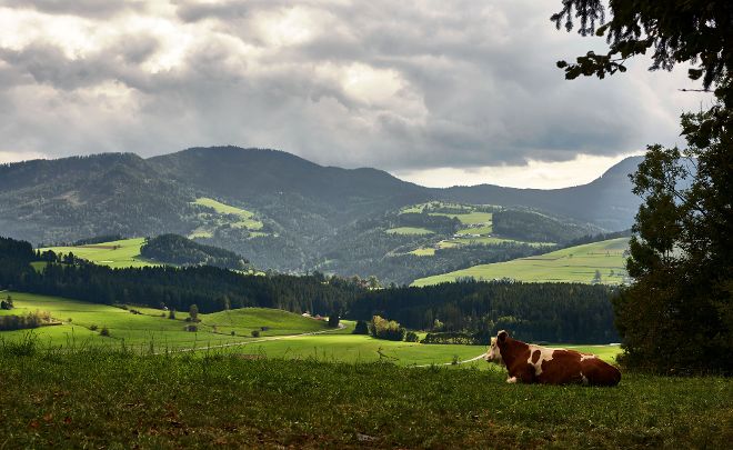 Grünland
