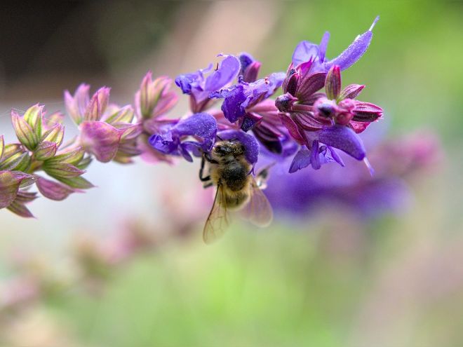 Eine Biene in Nahaufnahme. Sie sammelt in der Blüte eines Wiesensalbeis nach Nektar, Sie ist bereits mit Pollen übersät.