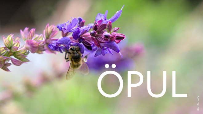 Pollenübersäte Biene sammelt Nektar an Wiesensalbeiblüte. In weißen Lettern steht ÖPUL darunter geschrieben.