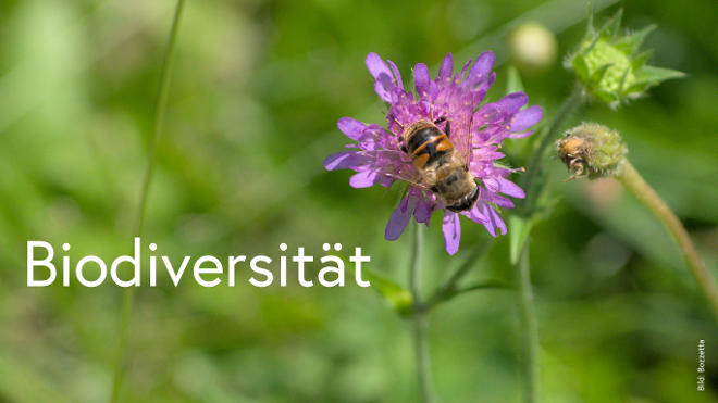 Schwebfliege auf Blütenkopf einer Skabiose.