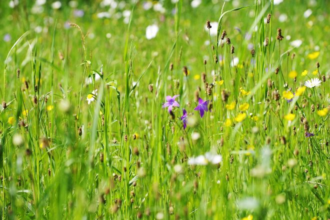 Blick in eine artenreiche Wiese mit zahlreichen Blüten von Glockenblume, Spitzwegerich, Hahnenfuß, Margherite