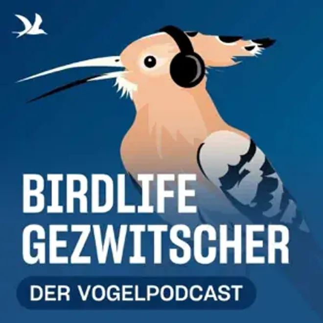Symbolbild des Podcasts. Ein illustrierter Wiedehopf mit Kopfhörern auf blauem Hintergrund. Der Name des Podcast, sowie das Birdlife Logo zieren das quadratische Bild.