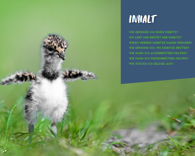 Es handelt sich um einen Ausschnitt aus der Kiebitz Broschüre. Ein Jungvogel steht im lichten niedrigen Gras. Rechts im Bild ist das Inhaltsverzeichnis der Broschüre auf blauem Hintergrund gelistet.