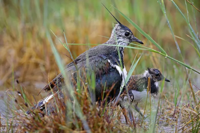 Bild aus Projektvorstellung des Biodiv-Fond-Projekts von "Dr. Helmut Steiner"
