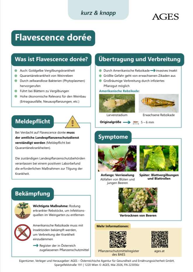 AGES-Infoblatt Flavescence dorée