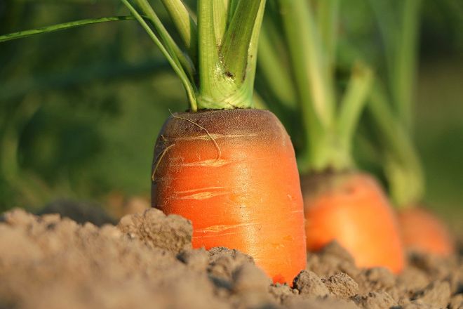 Karotte im Beet, Nahaufnahme