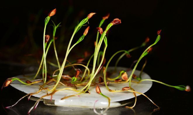 Lärchen-Keimlinge auf einem Wattepad