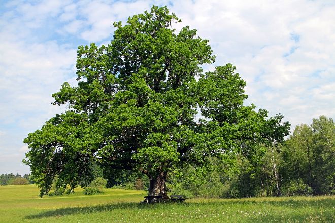 Eine Eiche auf einer Wiese mit blauem Himmel