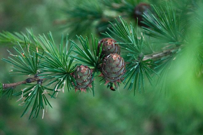 Nahaufnahme eines Lärchen-Astes mit grünen Nadeln und Zapfen