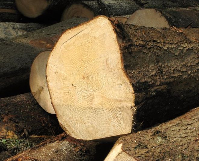 Holzbloche im Wald