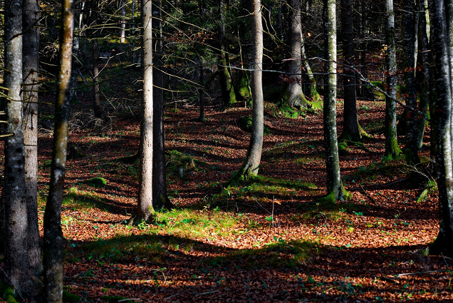Wald